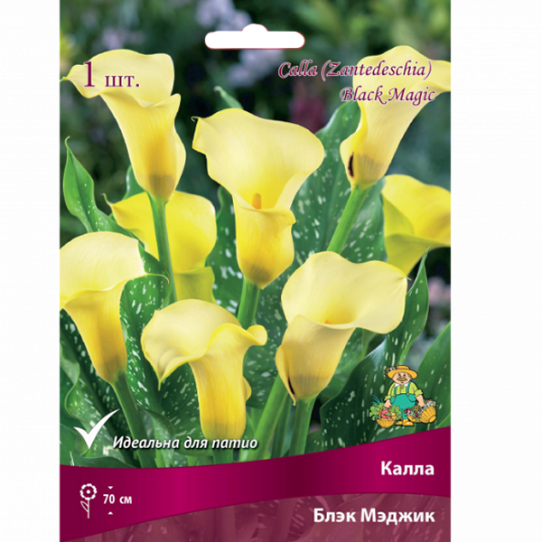 Калла Блэк Мэджик/К