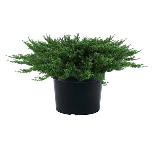 Можжевельник обыкновенный "Green Carpet"