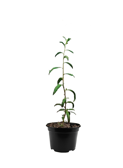 Годжи Биг Берри 