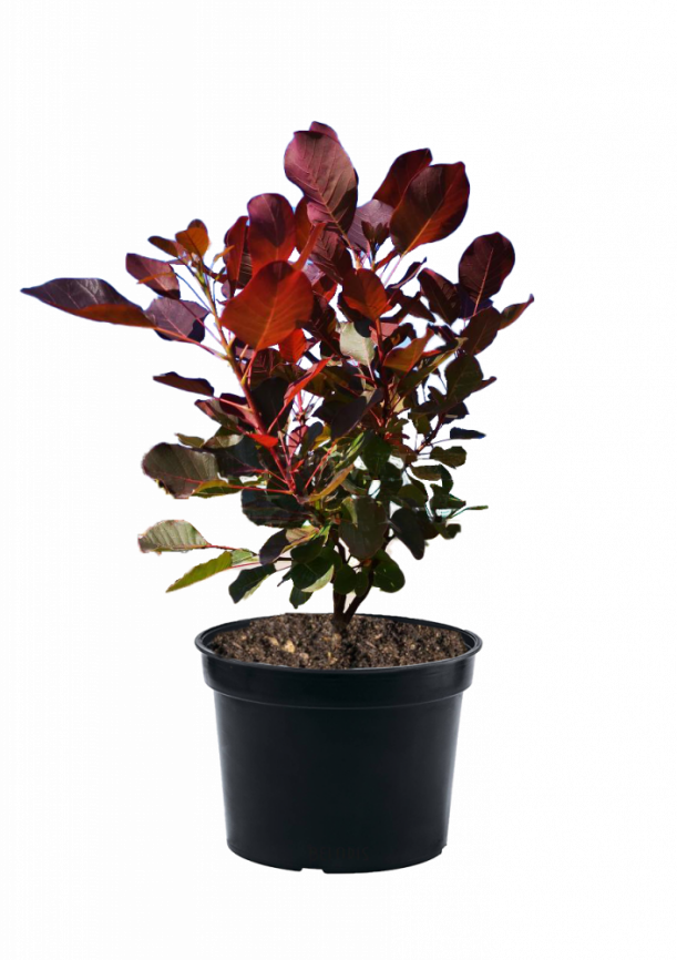 Скумпия кожевенная Royal Purpule 
