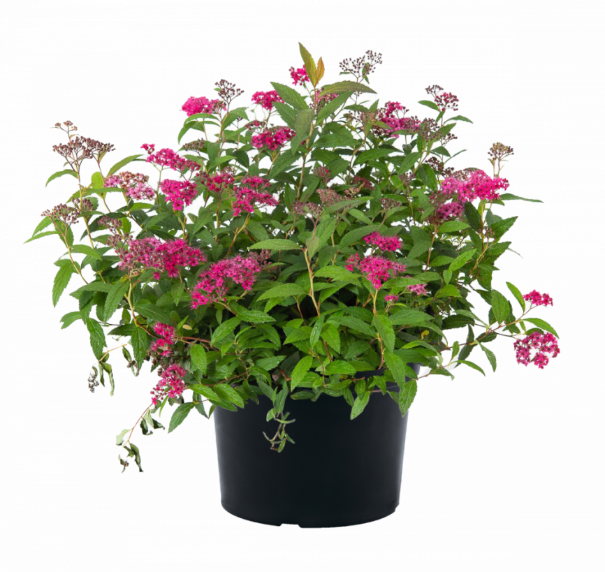 Спирея японская "Литл принцесс"  