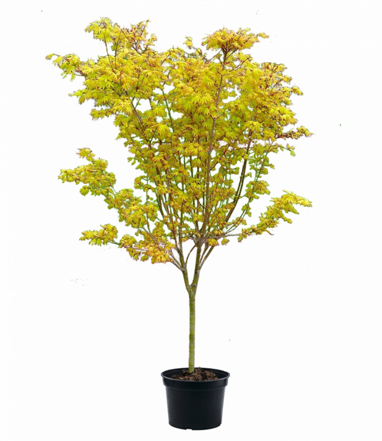 Клен веерный Оранж Дрим