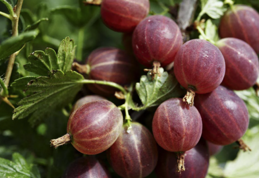 Крыжовник "Финский Красный" 