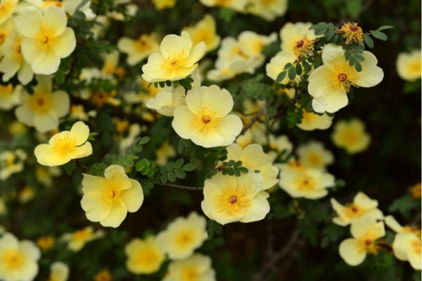 Лапчатка кустарниковая 'Primrose beauty' 