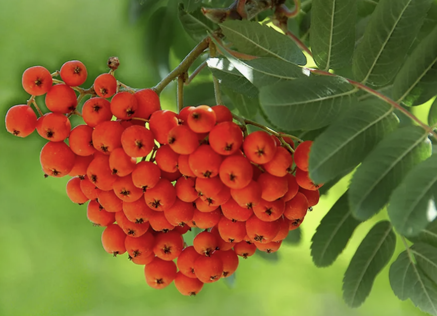 Рябина Сказочная 