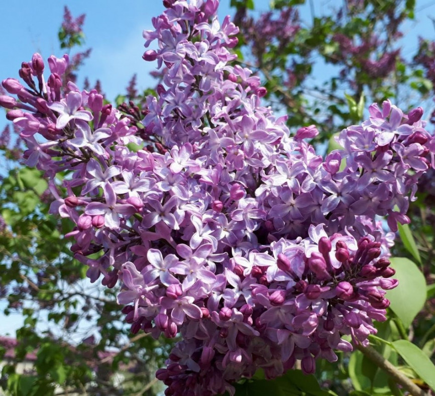 Сирень обыкновенная "Маршал Конев" 