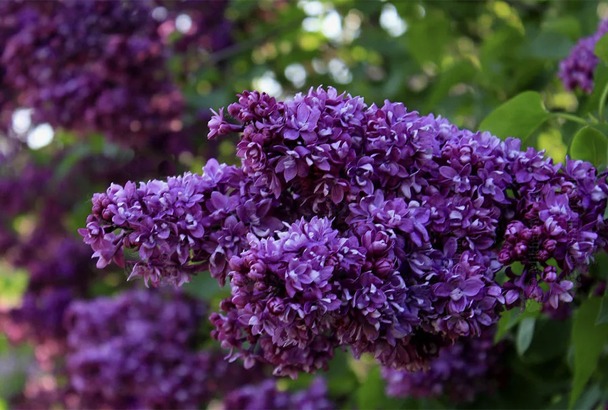 Сирень обыкновенная "Огни Донбаса" 