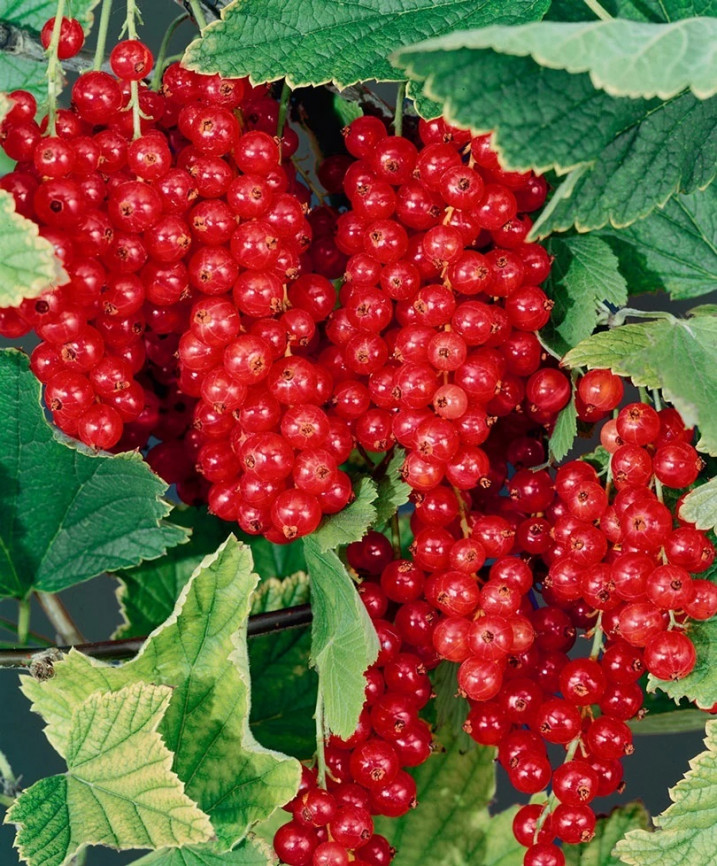 Смородина красная Джон Ван Тесс 