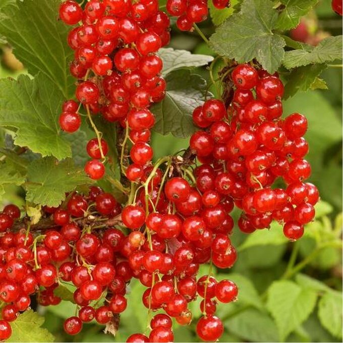 Смородина красная Кузьмина 