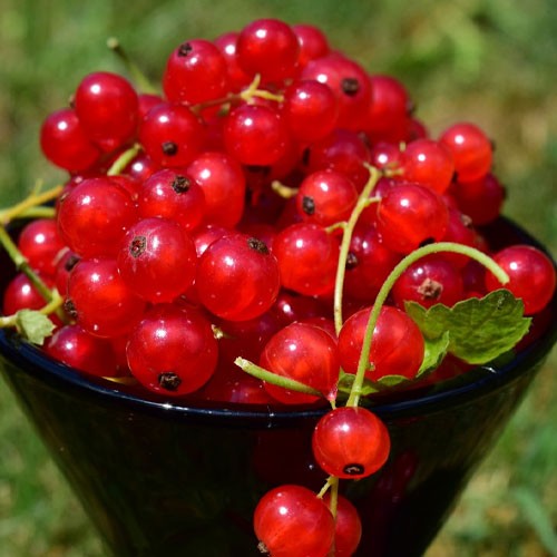 Смородина красная Подарок лета 