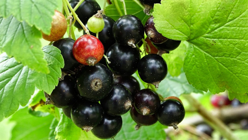 Смородина чёрная "Дар Смоляниновой" 