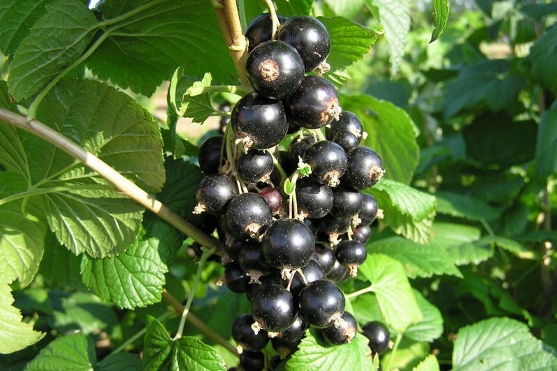 Смородина черная Бен Алдер 