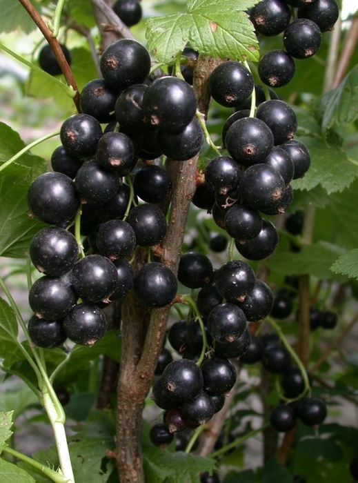 Смородина черная Бен Тибен 