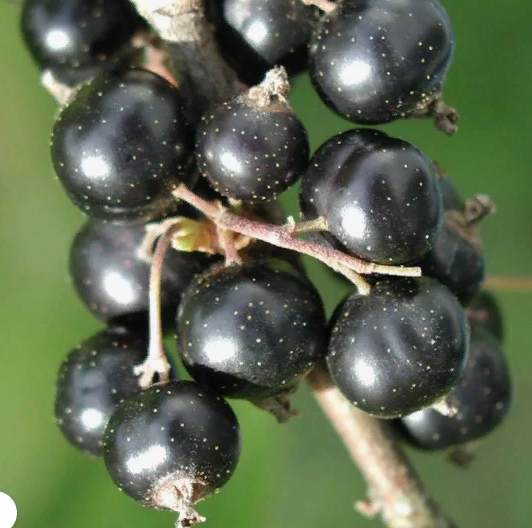 Смородина черная перспективные сорта Литвиновская/ЦКорЛюкс,