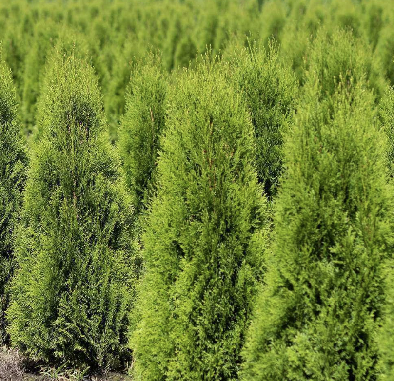 Туя западная Кубанский изумруд  