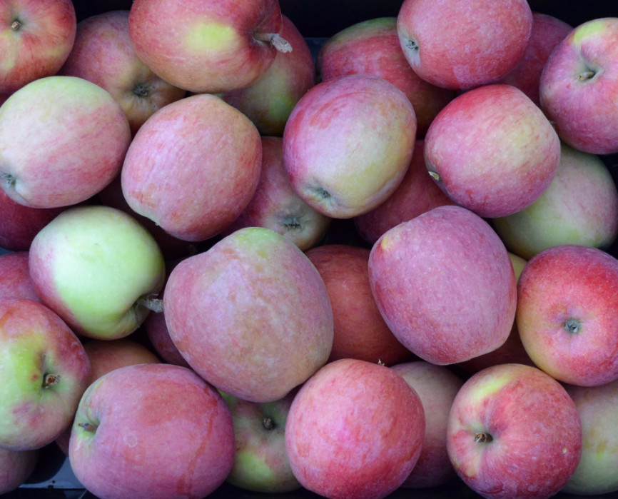 Яблоня "Аркадик" подвой клоновый  