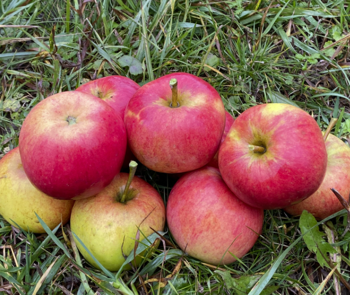 Яблоня "Бельфлер Жёлтый" подвой клоновый  2года 