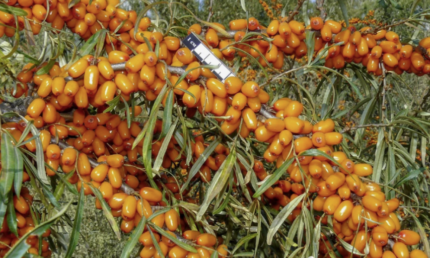 Облепиха Сударушка