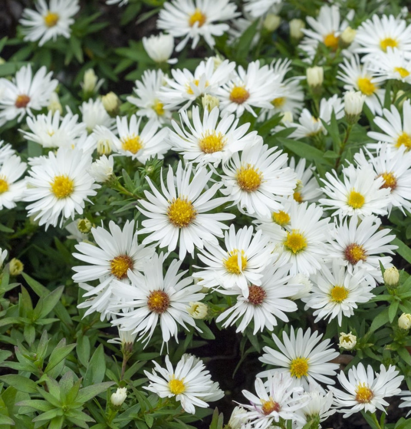 Астра кустарниковая 'Kristina' Aster dumosus 'Kristina'  