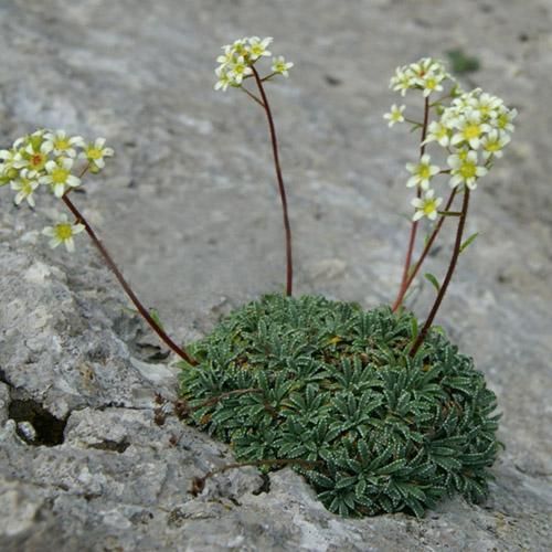 Камнеломка инкрустированная