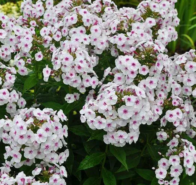 Флокс метельчатый Майкс Фаворит