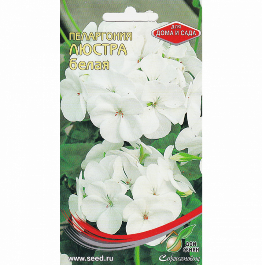 Пеларгония Люстра белая