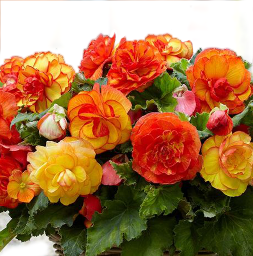 Бегония Микс №3