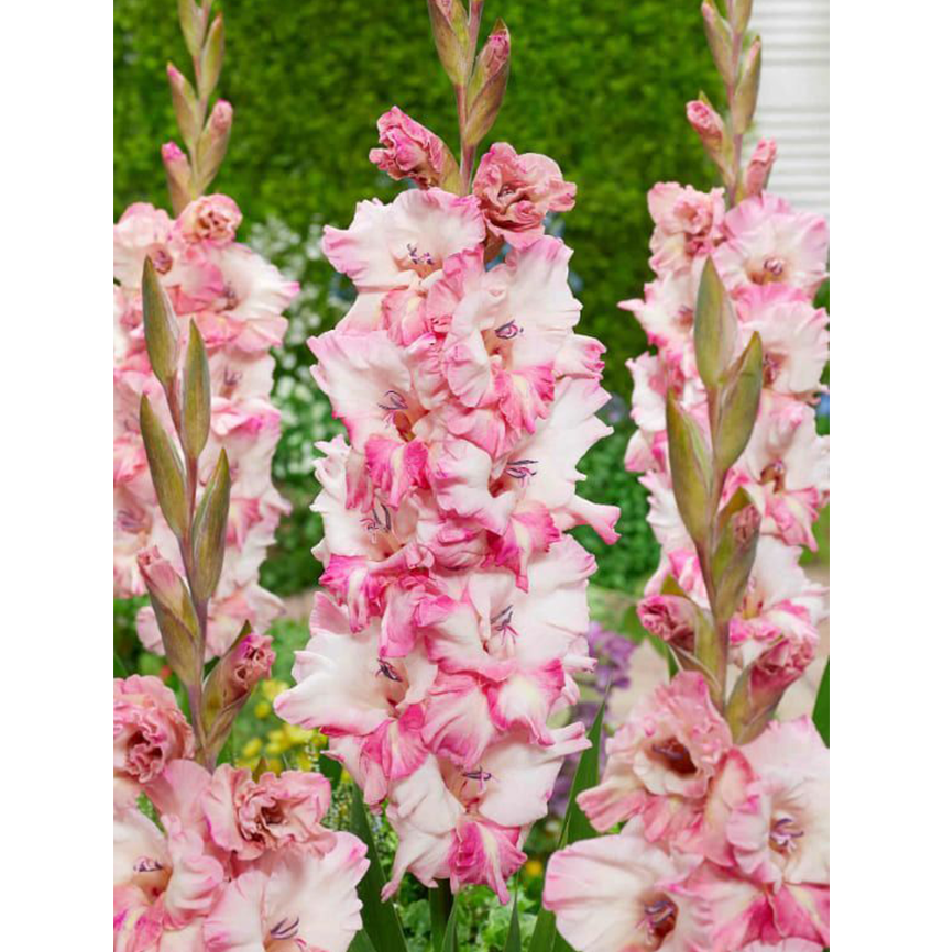 Гладиолус Кавказ