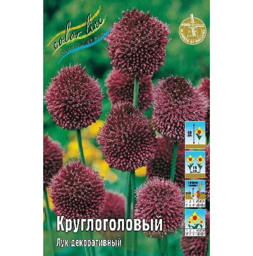 Лук декоративный круглоголовый