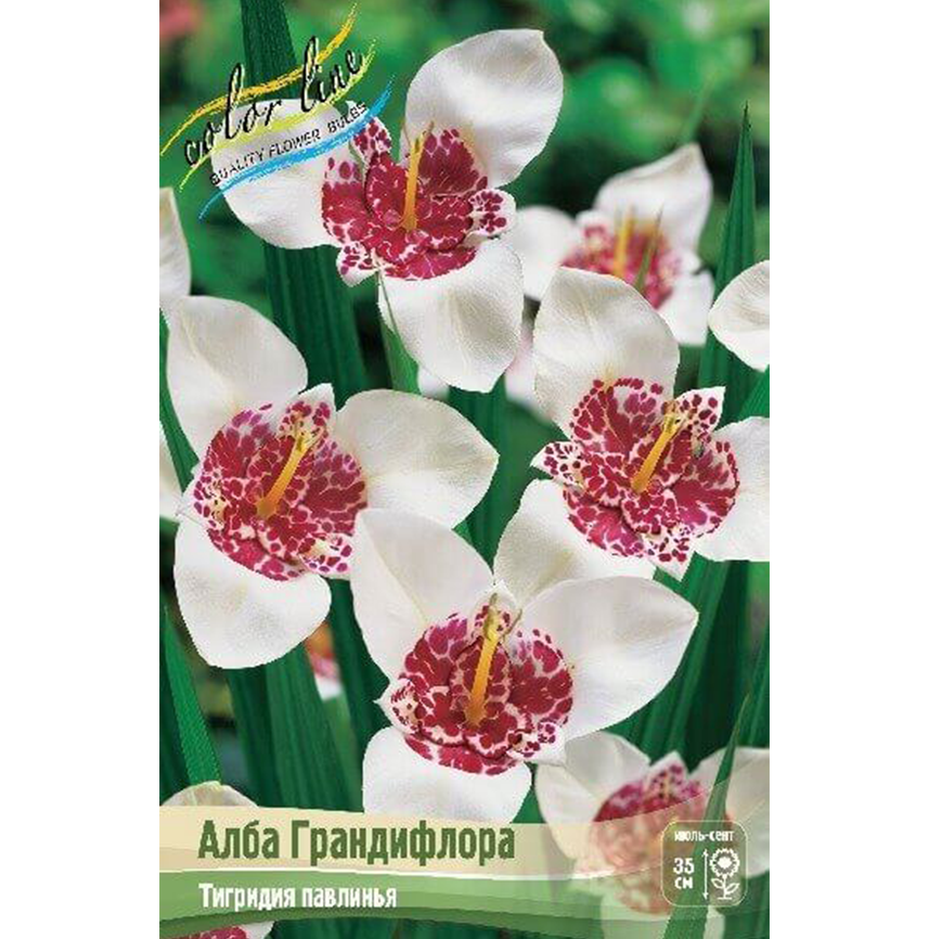 Тигридия Алба Грандифлора