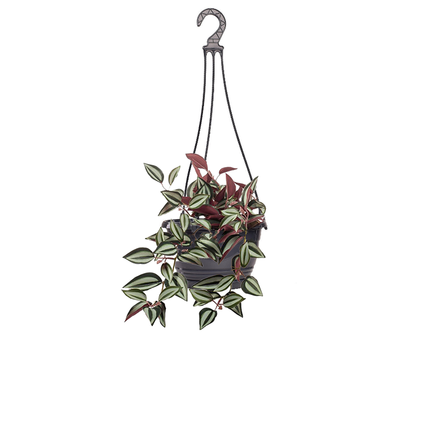 Традесканция Зебрина d23