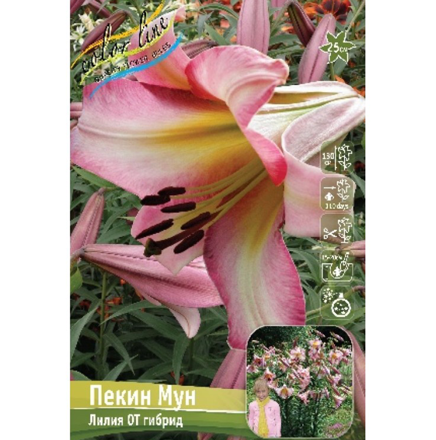 Лилия Пекин Мун 16/18