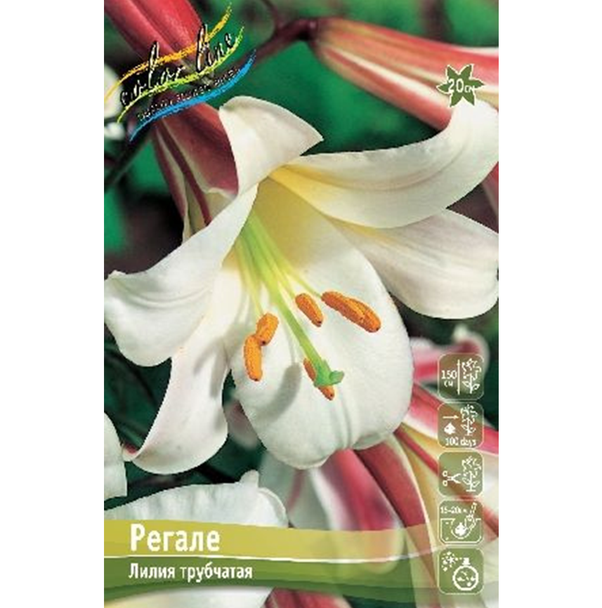 Лилия Регале 16/18