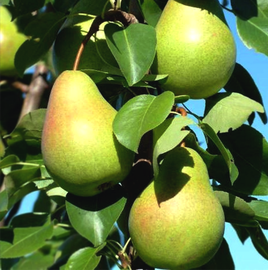 Груша колоновидная Сапфира