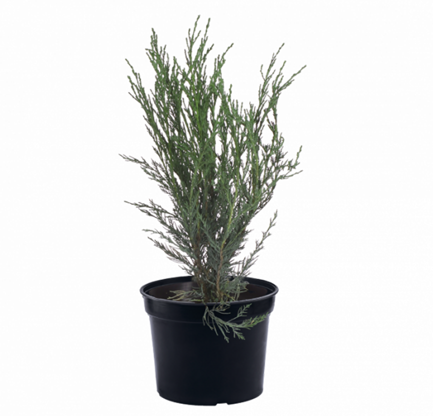 Можжевельник скальный Фишт 