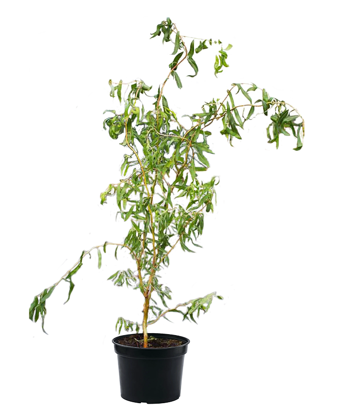 Ива Erythroflexuosa 
