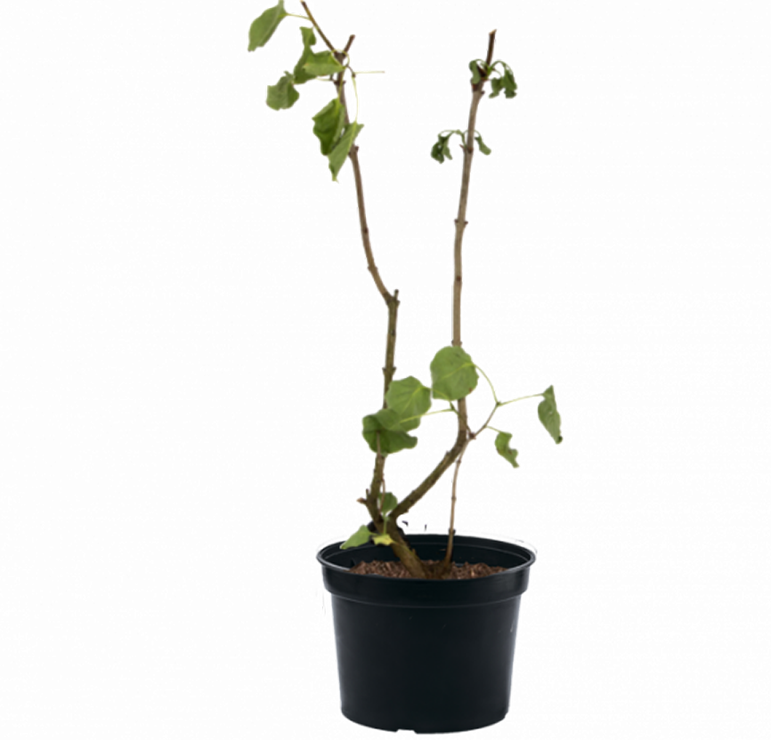 Сирень обыкновенная Знамя Ленина 