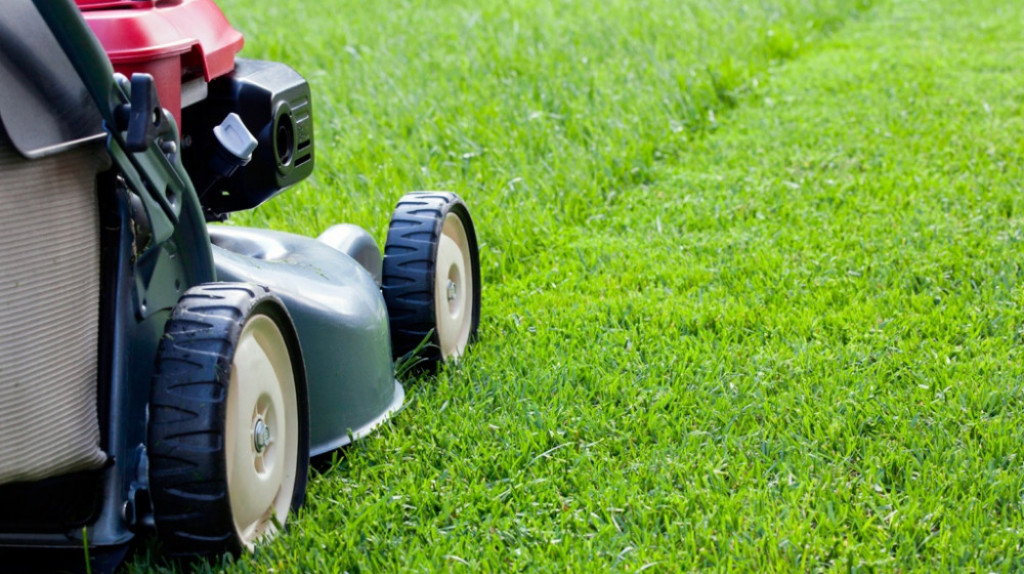 Для чего и где нужен газон?