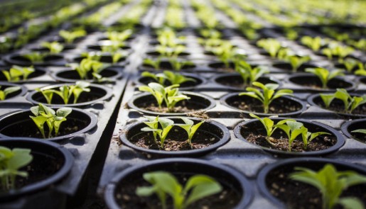 Выращивание рассады