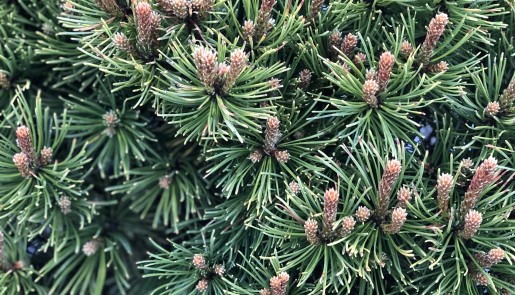 Скидка на сосну "Pumila" 30%