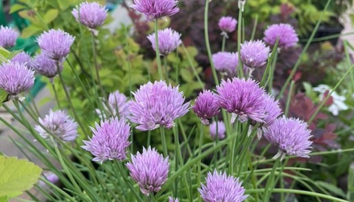 Полезные свойства Шнитт-лука