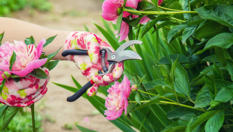 Садовый календарь в июне